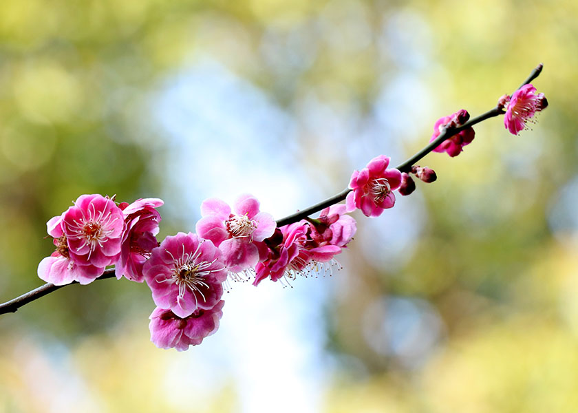 Image for article Proclamation of Falun Dafa Week, County of Erie, New York