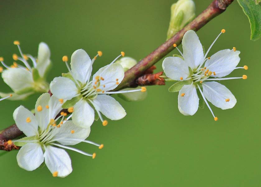 Image for article Practicing Falun Dafa: Illnesses Resolved, Improving Xinxing