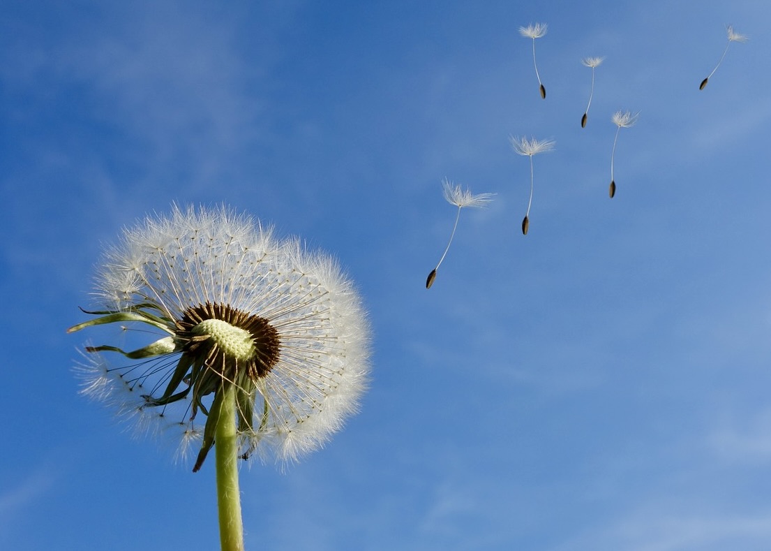 Image for article Falun Dafa Helped Me Transcend the Cycle of Bitterness