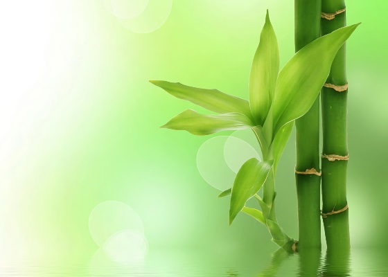 Image for article Understanding Master’s Article: “To the Practitioners of Vietnam” Amidst Our Current Environment