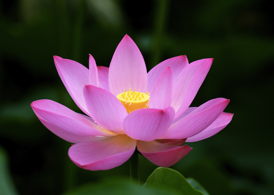 Image for article Dafa Practitioners in the U.S. Express Deep Gratitude to Their Revered Master Li Hongzhi