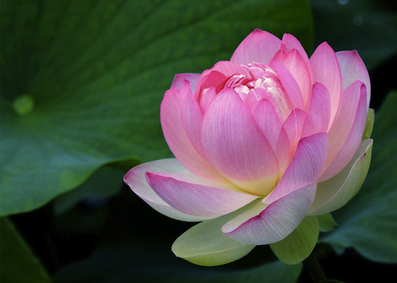 Image for article People Realize That Falun Dafa Is Truly Good