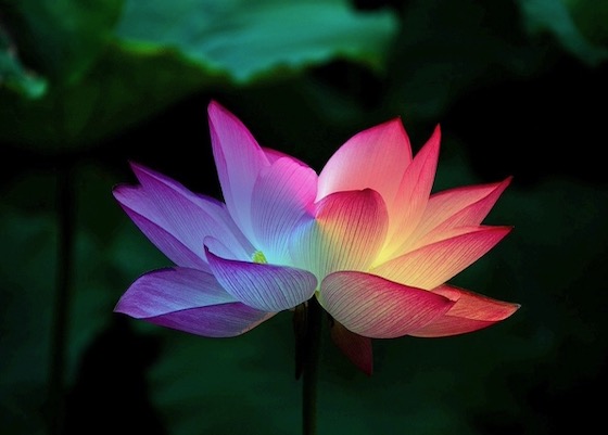 Image for article I Became a Selfless Person After I Practiced Falun Dafa